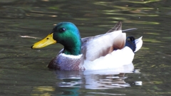 DSCN0031：マガモ（オス）