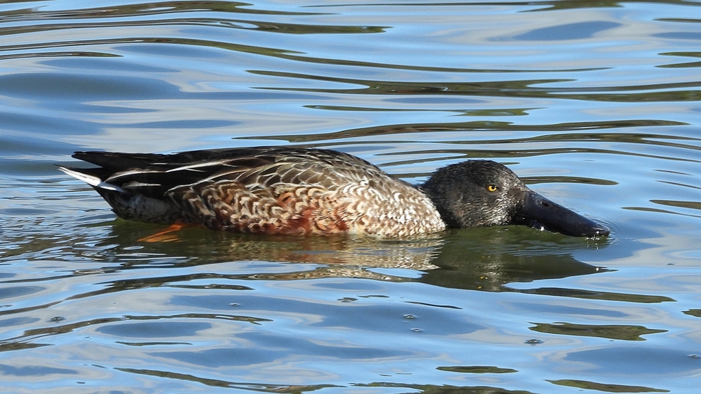 DSCN0078：ハシビロガモ