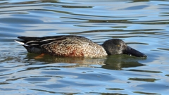 DSCN0078：ハシビロガモ