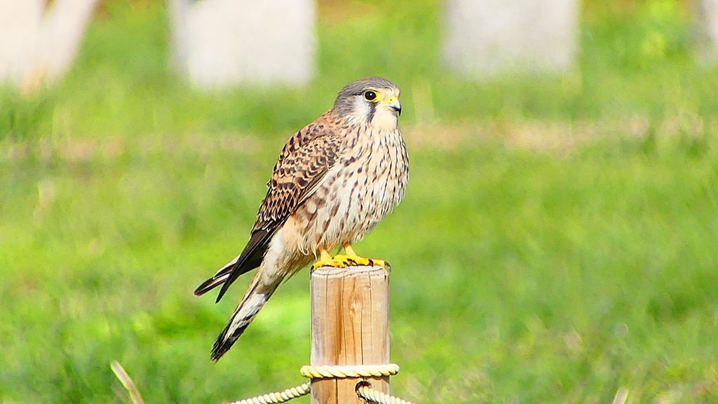 P2340430：チョウゲンボウ