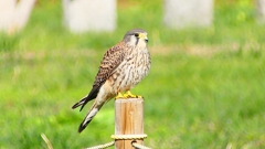 P2340430：チョウゲンボウ