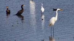 P2360798：カワウ他