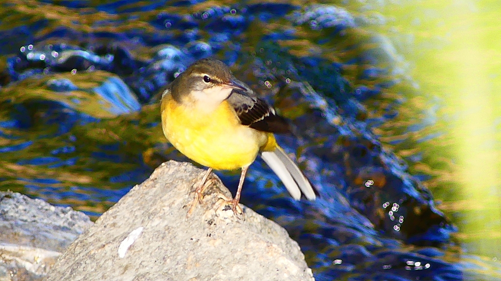 P2270012：キセキレイ