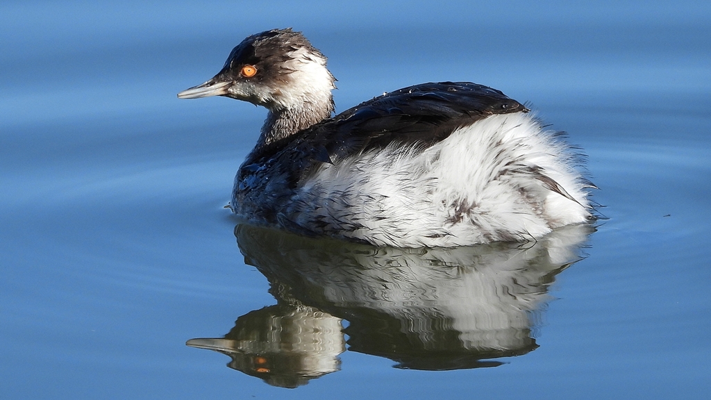 DSCN4985：ハジロカイツブリ