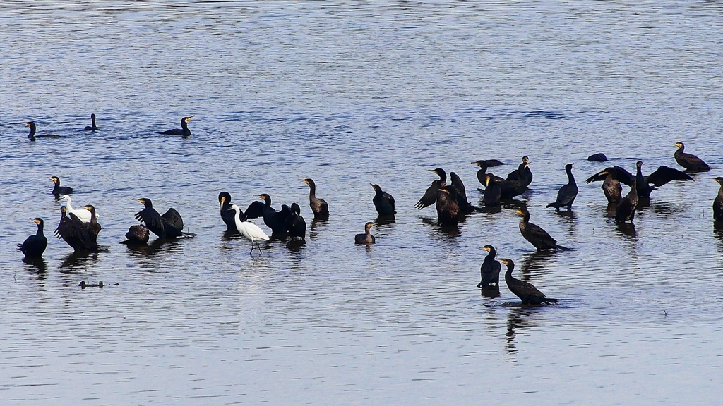 P2360813：カワウ他