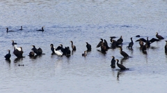 P2360813：カワウ他