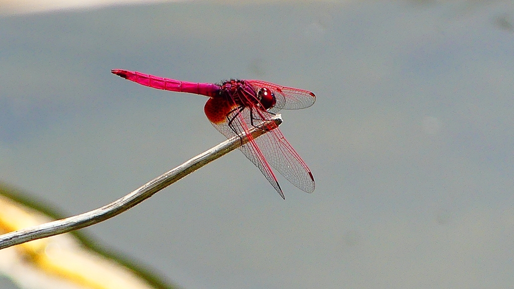 P2270623：ベニトンボ（オス）