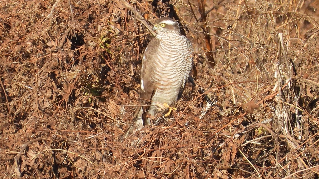 DSCN5378：ハイタカ