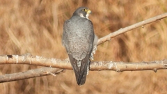 DSCN1488：ハヤブサ