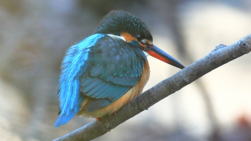 DSCN7981：カワセミ（メス）