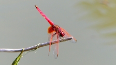 P2300649：ベニトンボ（オス）