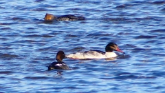 P2380644：カワアイサ他