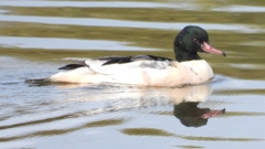 DSCN3127：カワアイサ（オス）