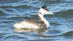 DSCN0876：カンムリカイツブリ