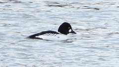 DSCN2075：ホオジロガモ（オス）