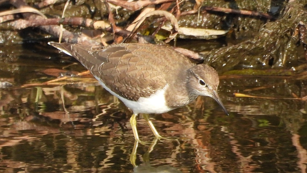 DSCN4081：イソシギ