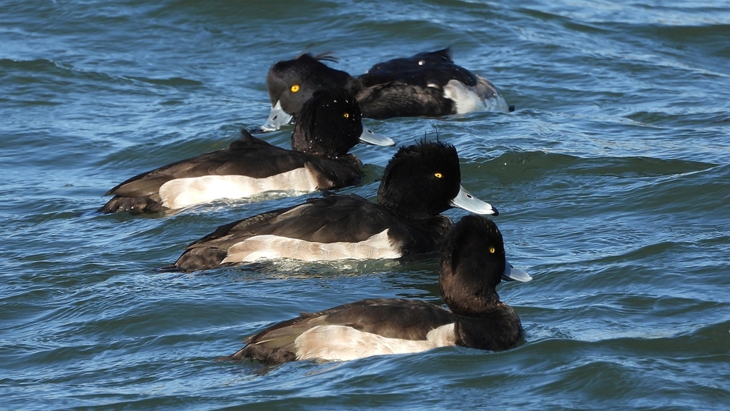 DSCN0886：キンクロハジロ