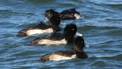 DSCN0886：キンクロハジロ