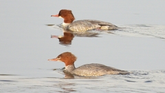 DSCN0475：カワアイサ（メス）