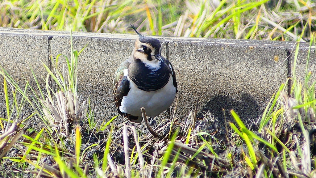 P2340774：タゲリ