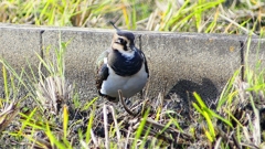 P2340774：タゲリ