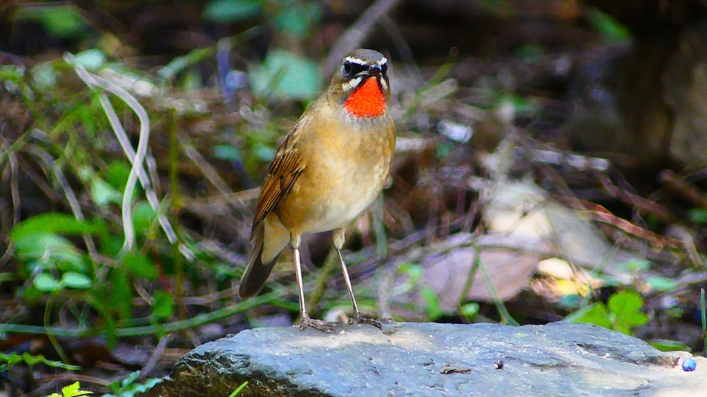 P2310032：ノゴマ（オス）