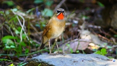 P2310032：ノゴマ（オス）