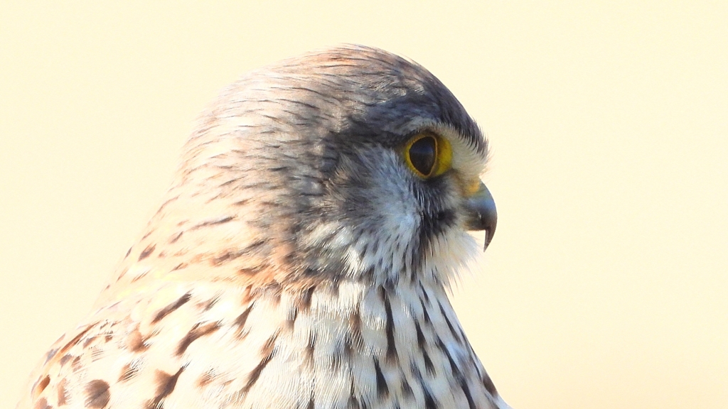 DSCN6715：チョウゲンボウ