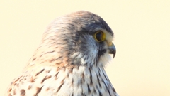 DSCN6715：チョウゲンボウ