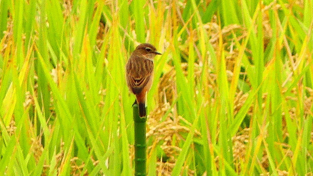 P2270002：ノビタキ