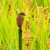 P2270002：ノビタキ