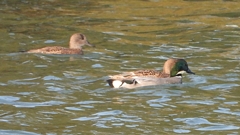 DSCN0818：ヨシガモ