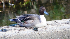 P2390818：オナガガモ（オス）