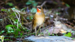 P2310040：ノゴマ（オス）