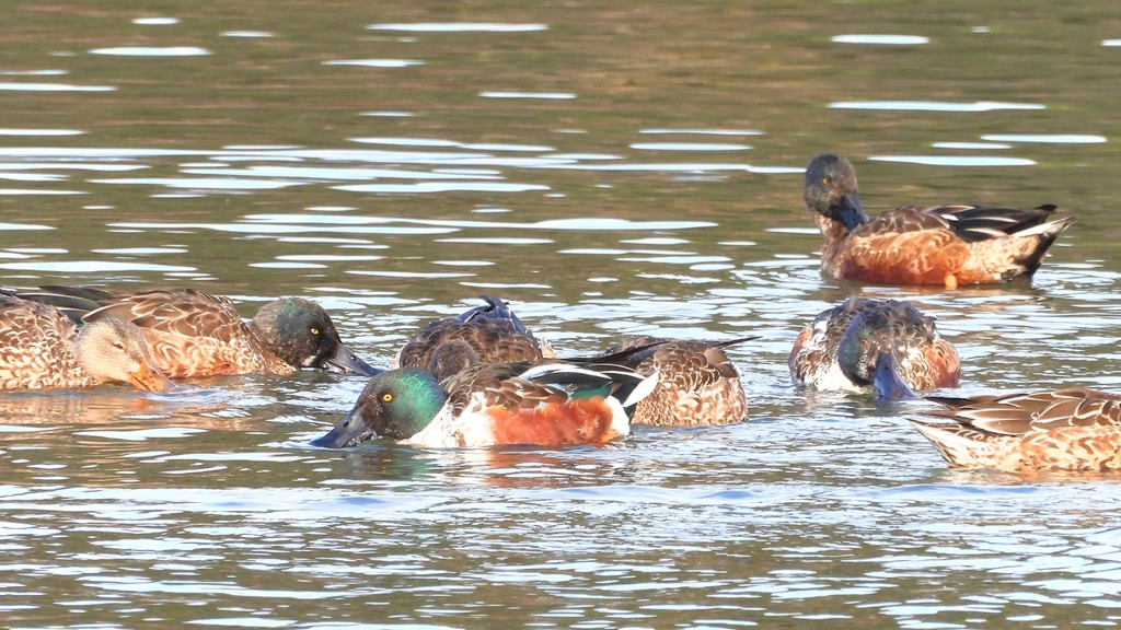 DSCN6099：ハシビロガモ