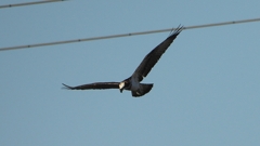 DSCN5677：飛ぶミサゴ