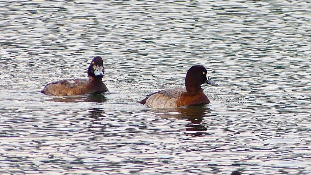 P2350568：スズガモ