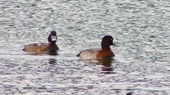 P2350568：スズガモ