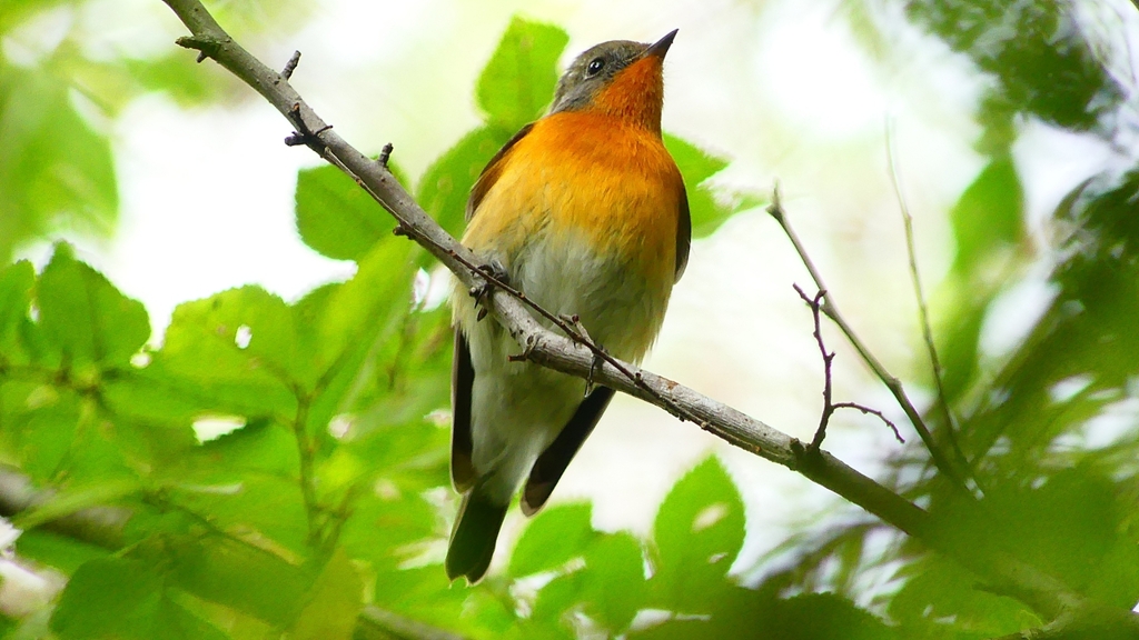 P2320348：ムギマキ（オス若鳥）