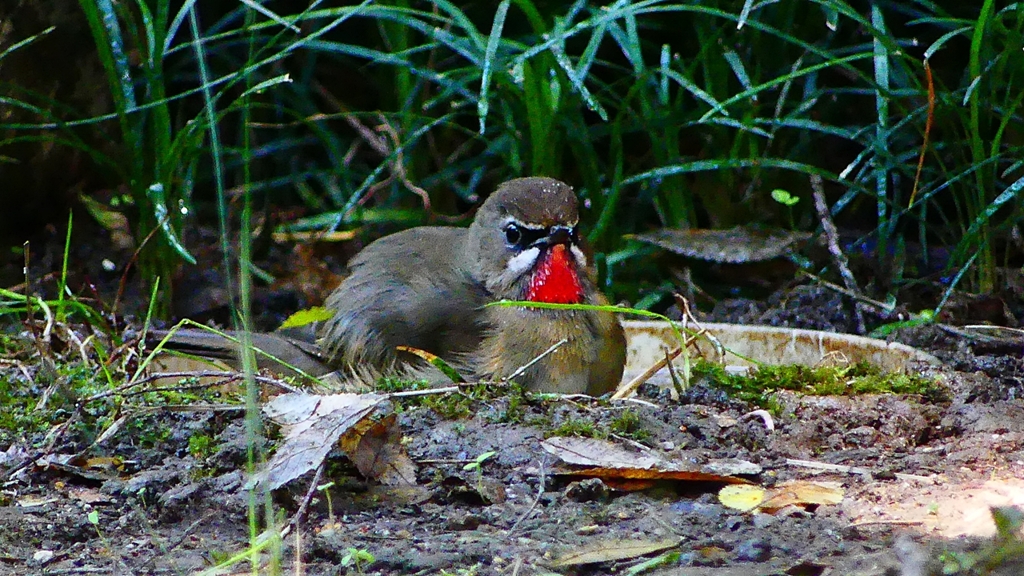 P2310616：ノゴマ（オス