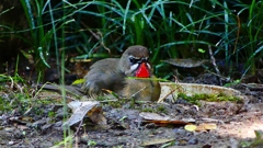 P2310616：ノゴマ（オス