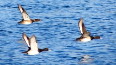 P2380206：飛ぶキンクロハジロ