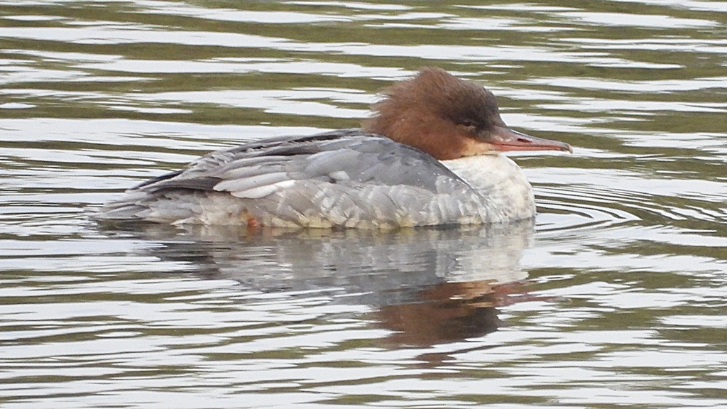 DSCN3507：カワアイサ（メス）