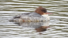 DSCN3507：カワアイサ（メス）