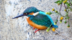 P2410238：カワセミ（オス）