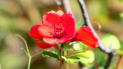 P1020377：ボケの花