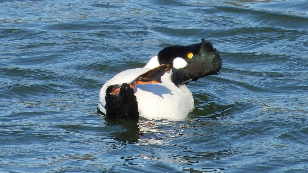 DSCN5600：ホオジロガモ（オス）