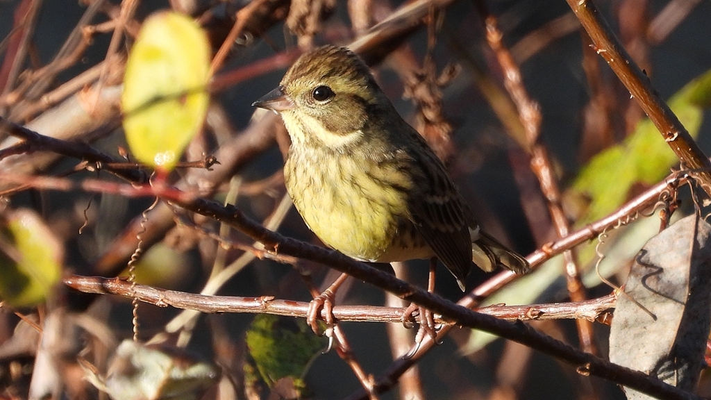 DSCN5773：アオジ