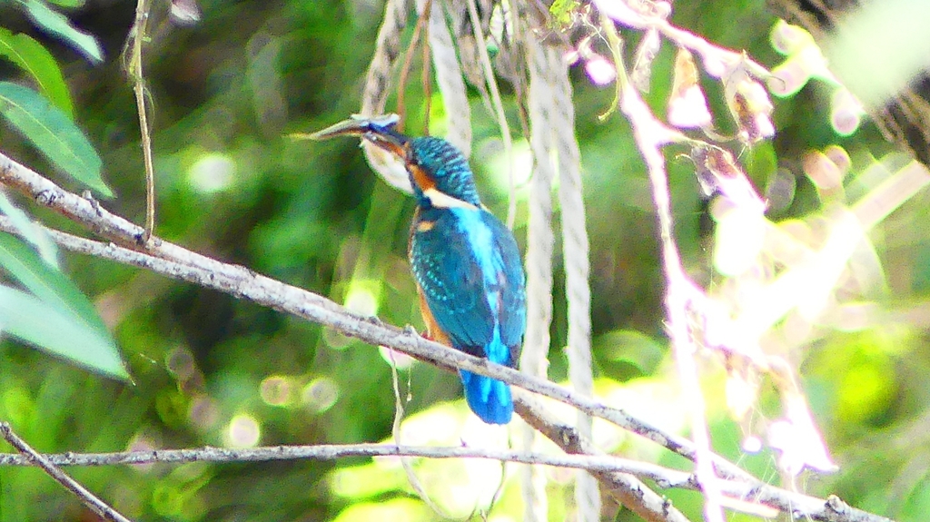 P2290655：カワセミ