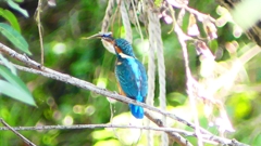 P2290655：カワセミ